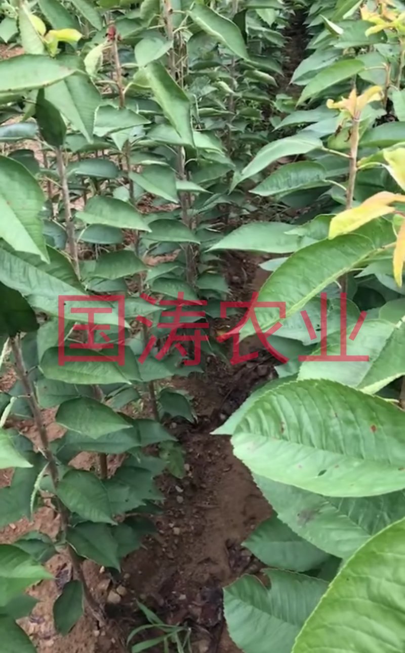 【爆品】白玉大樱桃苗果实白色晶莹剔透嫁接苗甜度高