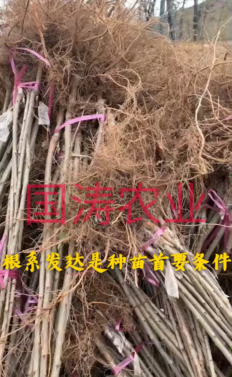 【爆品】白玉大樱桃苗果实白色晶莹剔透嫁接苗甜度高
