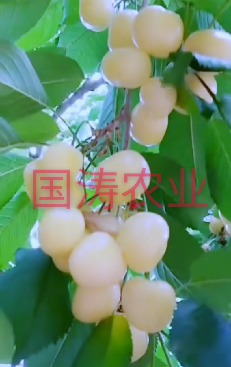 【爆品】白玉大樱桃苗果实白色晶莹剔透嫁接苗甜度高