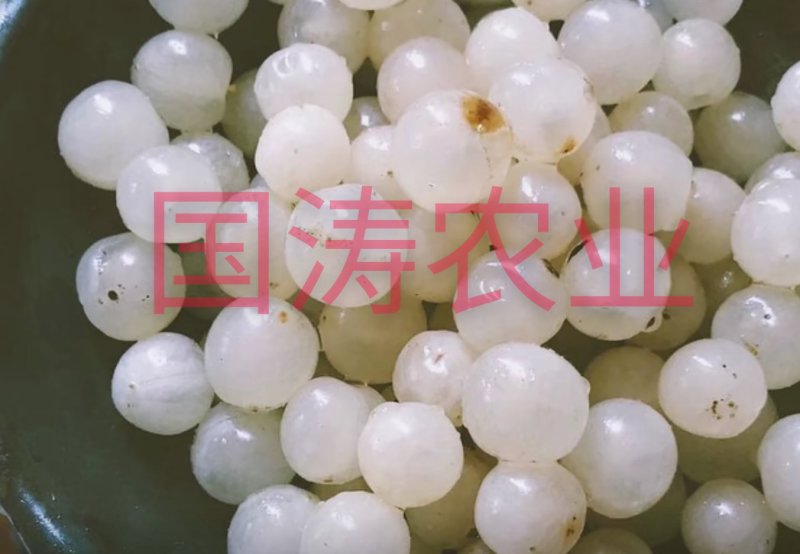 【爆品】白玉大樱桃苗果实白色晶莹剔透嫁接苗甜度高