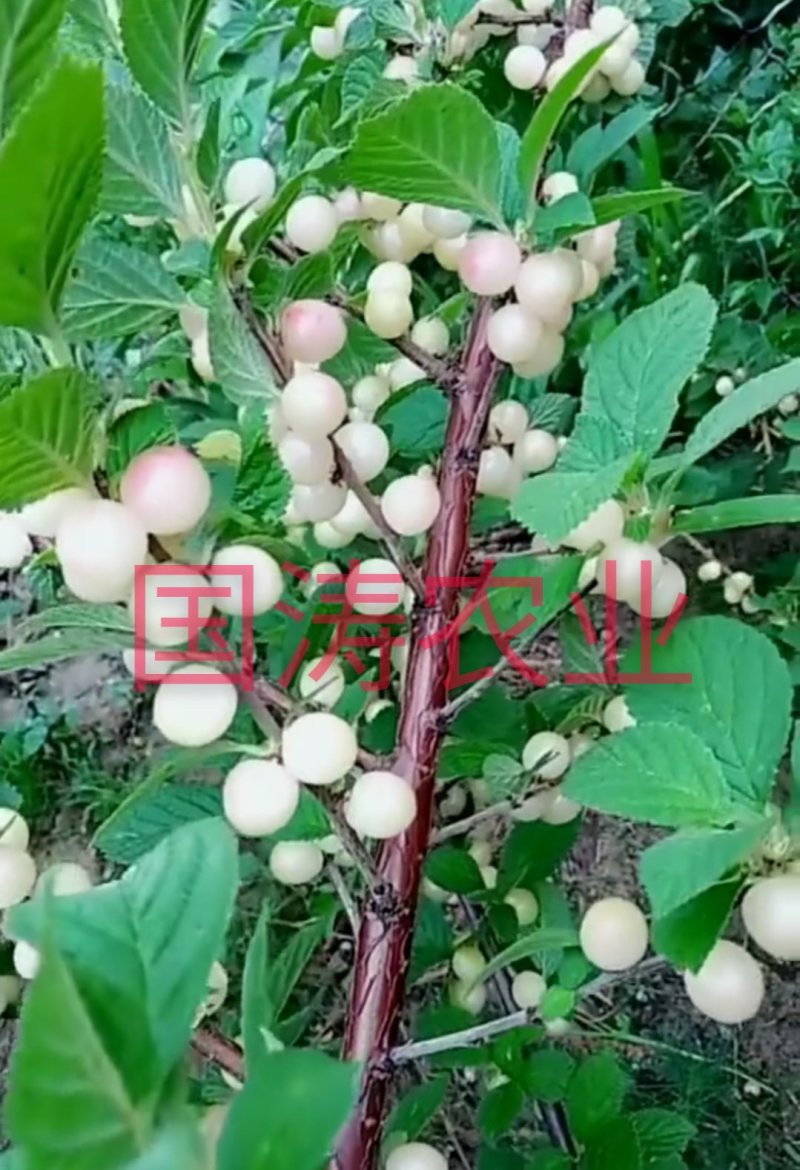 【爆品】白玉大樱桃苗果实白色晶莹剔透嫁接苗甜度高