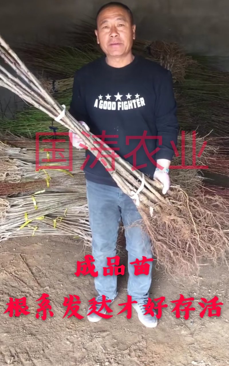 【爆品】白玉大樱桃苗果实白色晶莹剔透嫁接苗甜度高