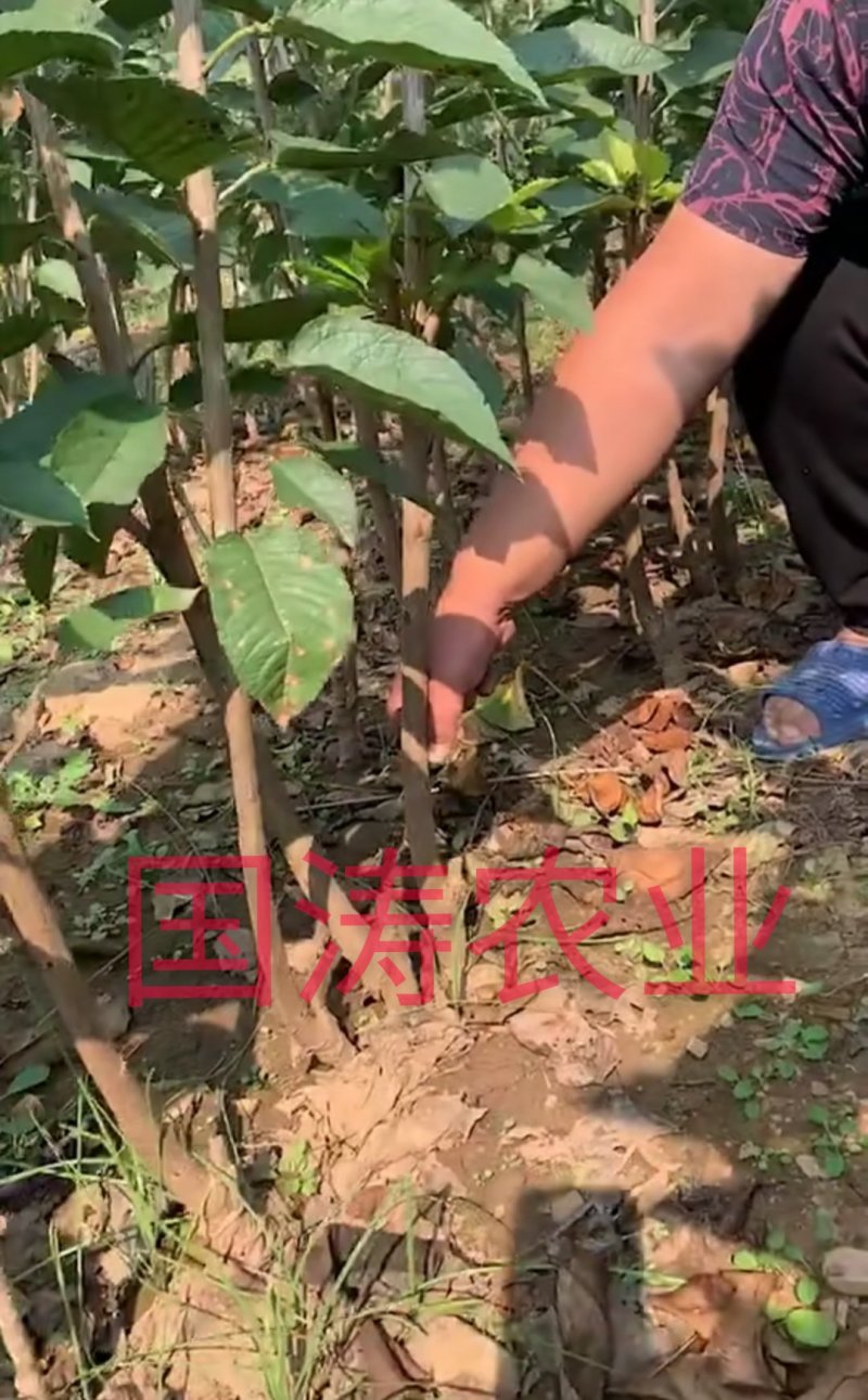 【爆品】白玉大樱桃苗果实白色晶莹剔透嫁接苗甜度高