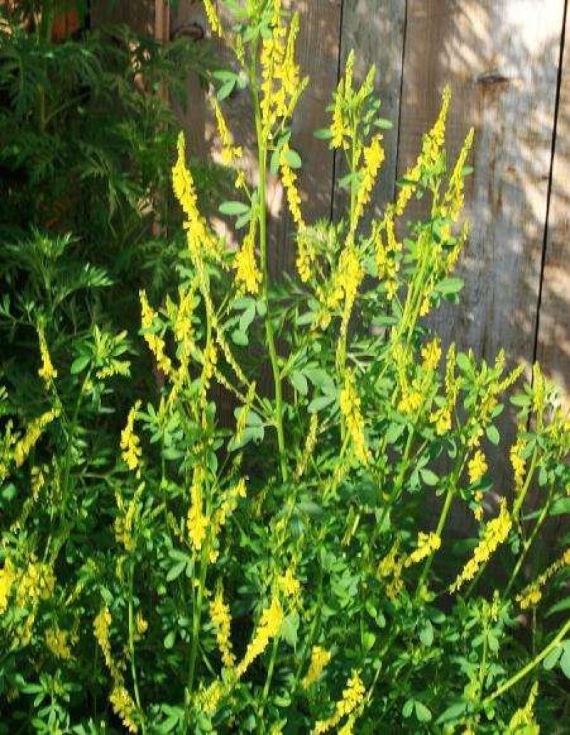 黄花苜蓿草木犀多年生牧草种子南北方柱花草营养高猪牛羊鸡鸭
