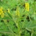 黄花苜蓿草木犀多年生牧草种子南北方柱花草营养高猪牛羊鸡鸭