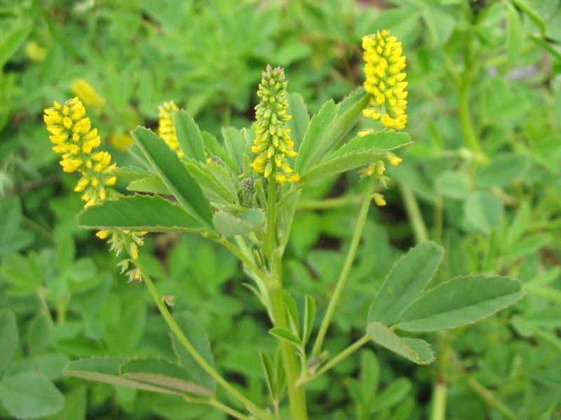 黄花苜蓿草木犀多年生牧草种子南北方柱花草营养高猪牛羊鸡鸭