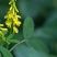 黄花苜蓿草木犀多年生牧草种子南北方柱花草营养高猪牛羊鸡鸭