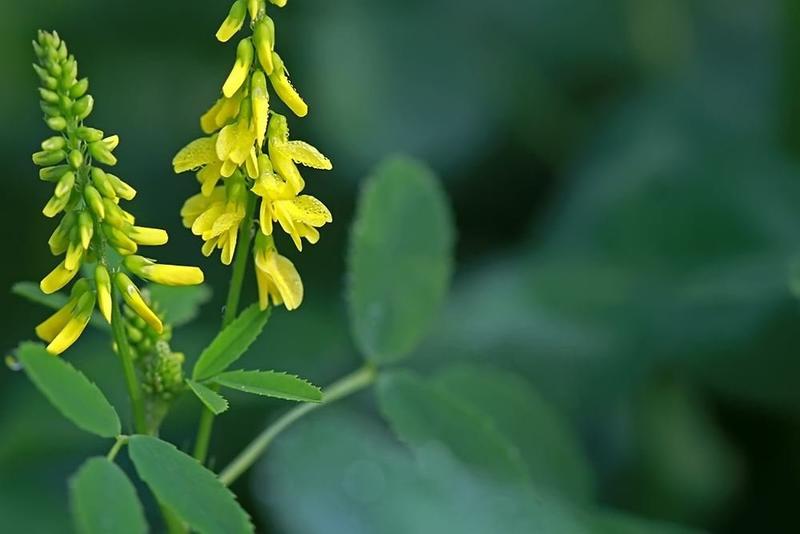 黄花苜蓿草木犀多年生牧草种子南北方柱花草营养高猪牛羊鸡鸭