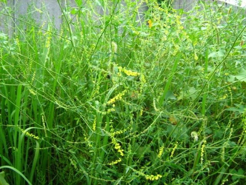 黄花苜蓿草木犀多年生牧草种子南北方柱花草营养高猪牛羊鸡鸭