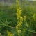 黄花苜蓿草木犀多年生牧草种子南北方柱花草营养高猪牛羊鸡鸭