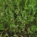 小米草龙虾草水草养殖龙虾螃蟹鱼虾都可食用牧草水草