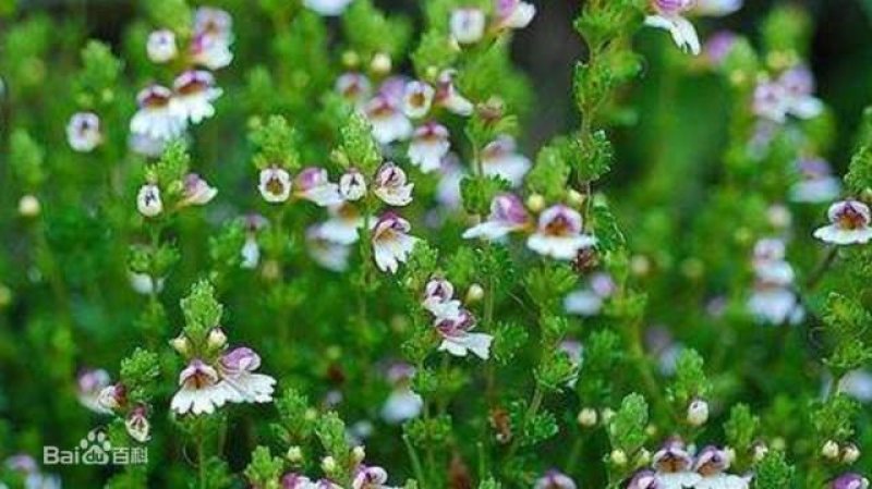 小米草龙虾草水草养殖龙虾螃蟹鱼虾都可食用牧草水草