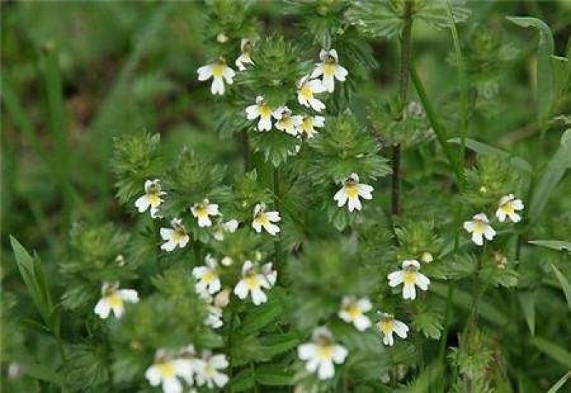 小米草龙虾草水草养殖龙虾螃蟹鱼虾都可食用牧草水草