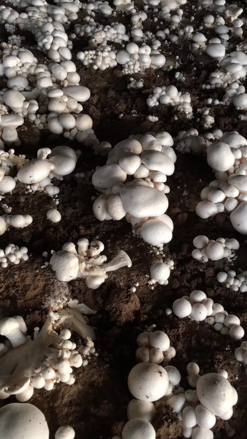 白灵菇优级特价供应鲜品白灵菇