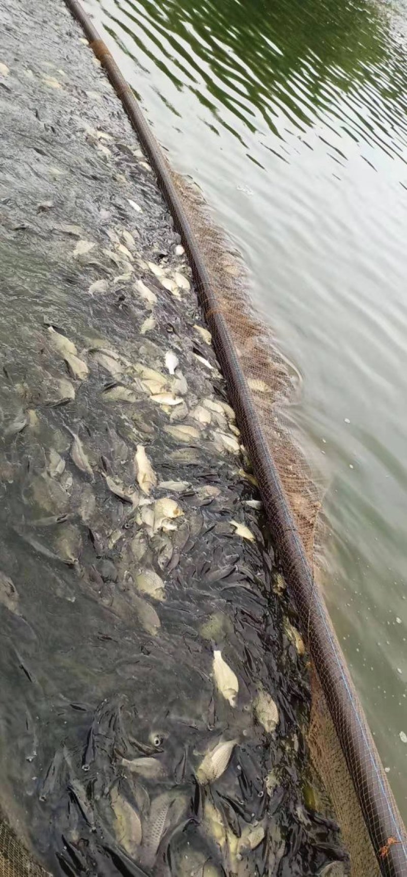 鲤鱼