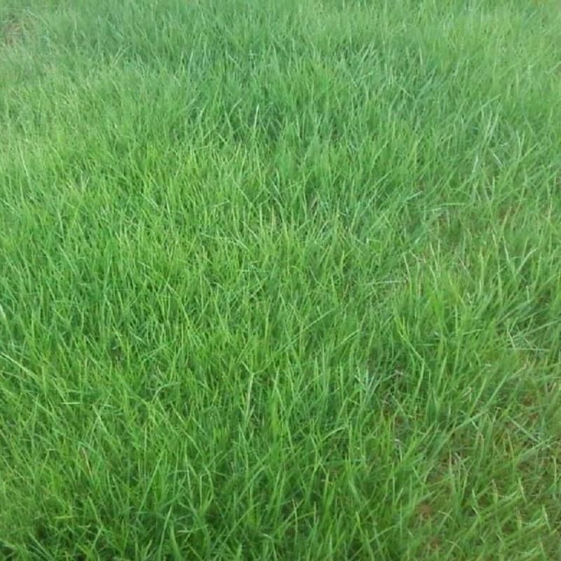 紫羊茅种子四季常青草坪种子牧草种子护坡抗寒耐践踏草籽