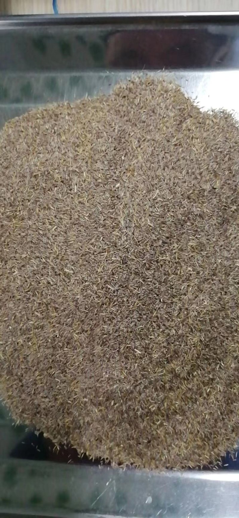 弯叶画眉草种子高速公路护坡河岸护堤水土保持植被草籽