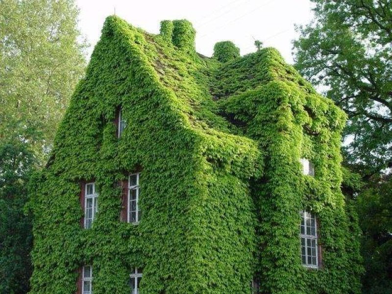 爬山虎种孑爬山虎种子攀爬藤蔓爬藤植物种子小三五叶室内户外