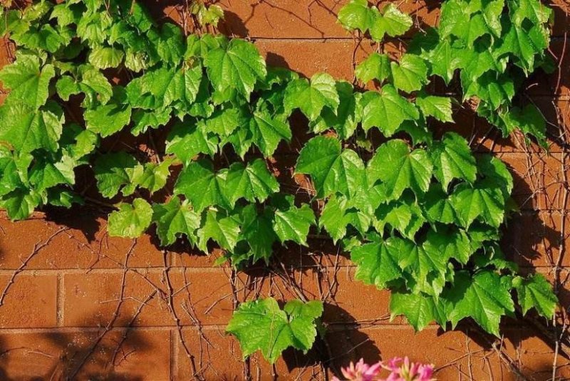 爬山虎种孑爬山虎种子攀爬藤蔓爬藤植物种子小三五叶室内户外