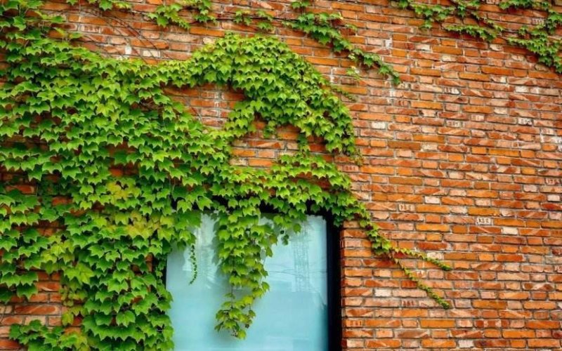 爬山虎种孑爬山虎种子攀爬藤蔓爬藤植物种子小三五叶室内户外