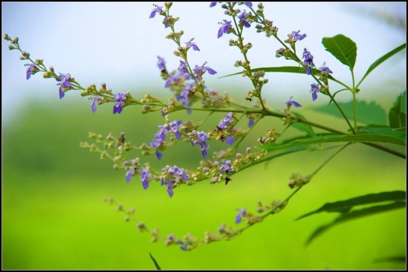 新黄荆条种子荆条树种子蜜源植物荆条花种子杜荆柴黄金子灌木