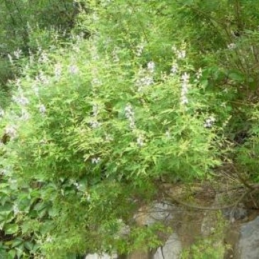 新黄荆条种子荆条树种子蜜源植物荆条花种子杜荆柴黄金子灌木