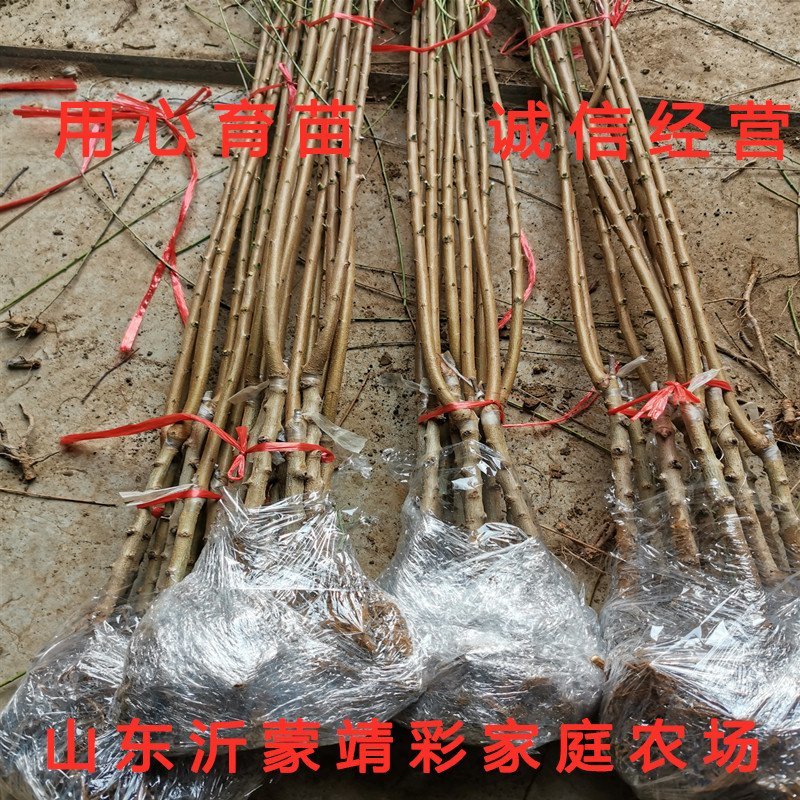 红肉鹰嘴桃树苗嫁接桃树苗南北方种植桃树苗包品种