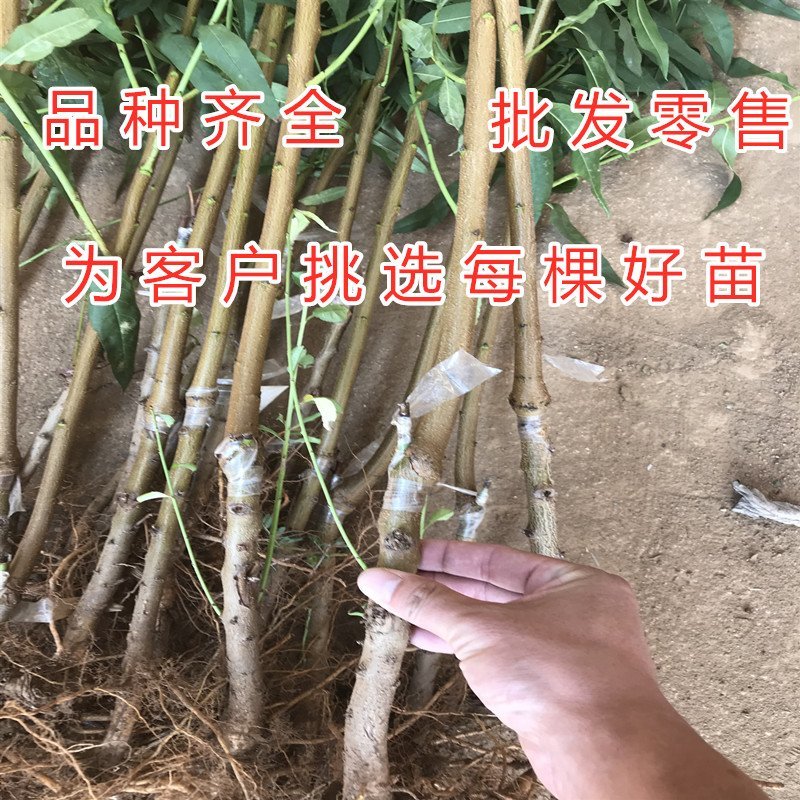 红肉鹰嘴桃树苗嫁接桃树苗南北方种植桃树苗包品种