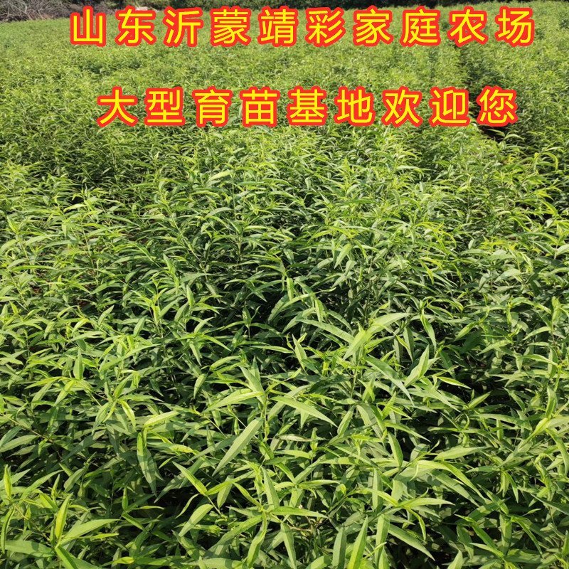 红肉鹰嘴桃树苗嫁接桃树苗南北方种植桃树苗包品种