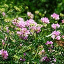 小冠花种子黄花槐种庭院高山坡荒地护坡固土极强地被