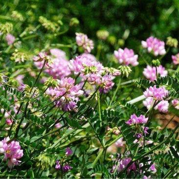 小冠花种子黄花槐种庭院高山坡荒地护坡固土极强地被