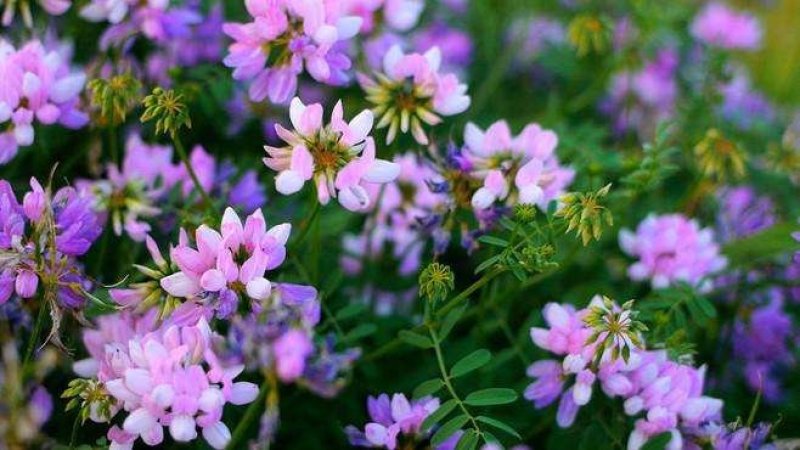 小冠花种子黄花槐种庭院高山坡荒地护坡固土极强地被