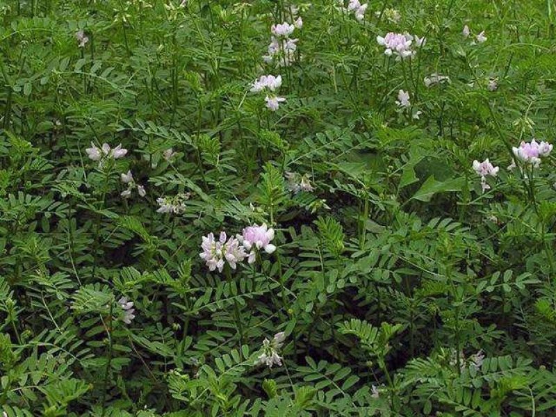 小冠花种子黄花槐种庭院高山坡荒地护坡固土极强地被