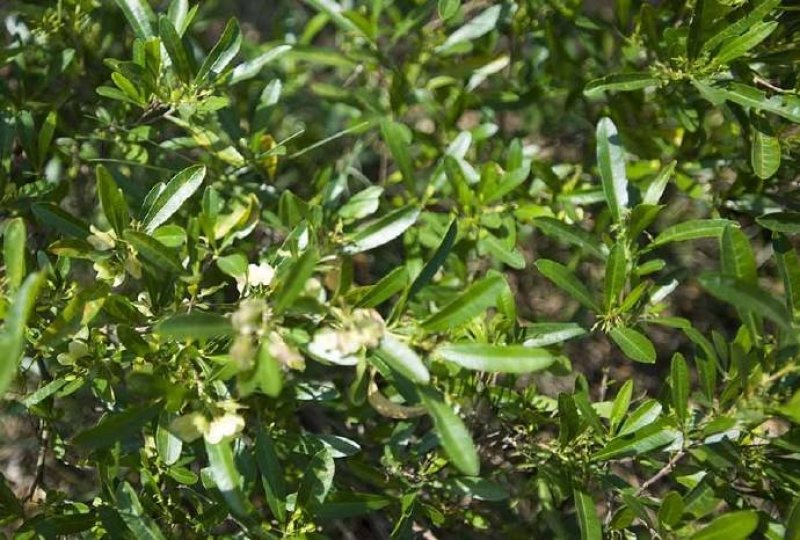 小冠花种子黄花槐种庭院高山坡荒地护坡固土极强地被
