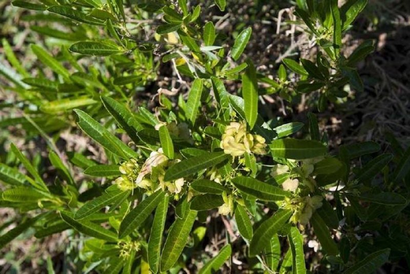 小冠花种子黄花槐种庭院高山坡荒地护坡固土极强地被