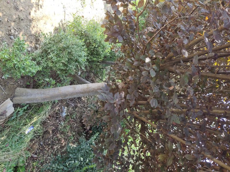 紫叶李基地直销.各种规格都有