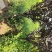 紫叶李基地直销.各种规格都有