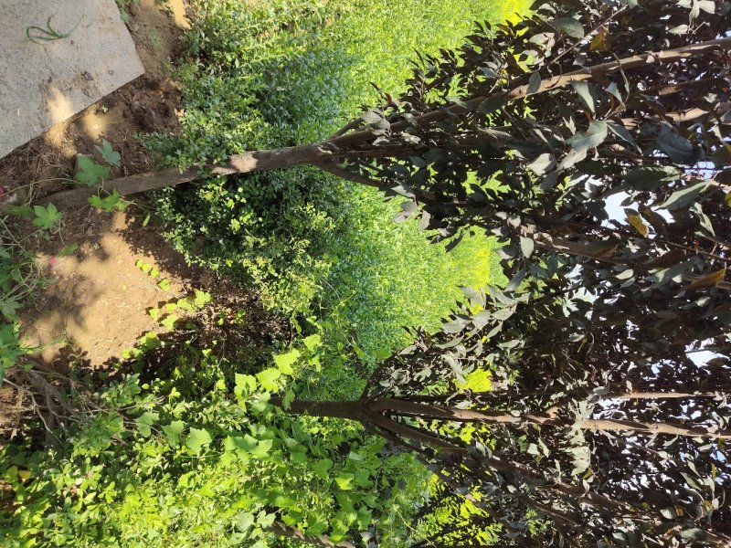 紫叶李基地直销.各种规格都有