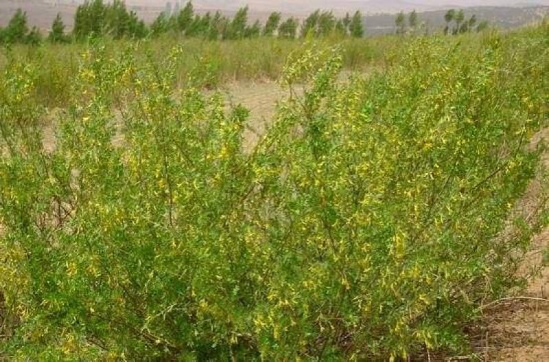 护坡灌木种子盐肤木银合欢车桑子木豆山毛豆马棘沙棘种子林木