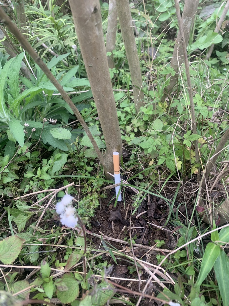 红火箭