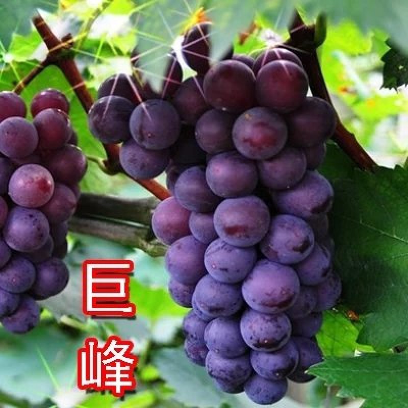 葡萄苗巨峰葡萄苗夏黑.红提都是嫁接苗保证品种