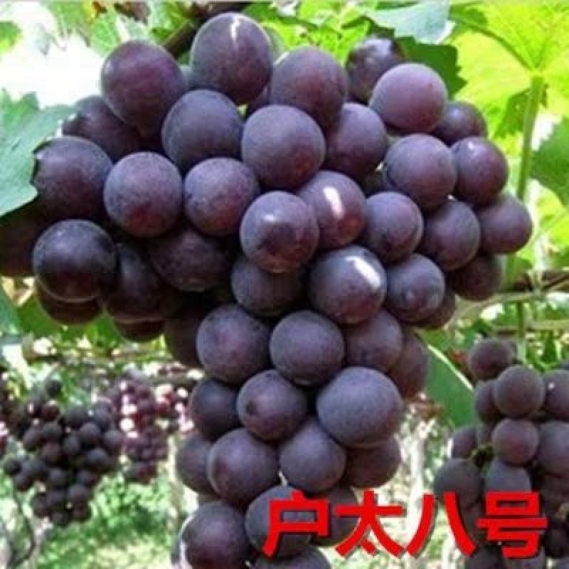 葡萄苗巨峰葡萄苗夏黑.红提都是嫁接苗保证品种