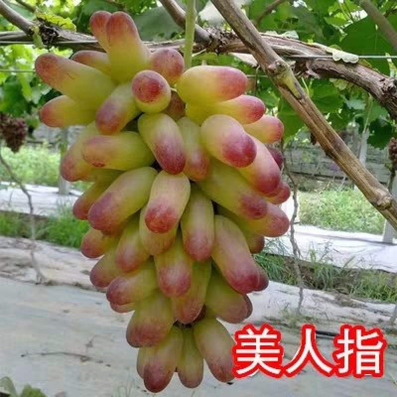 葡萄苗巨峰葡萄苗夏黑.红提都是嫁接苗保证品种