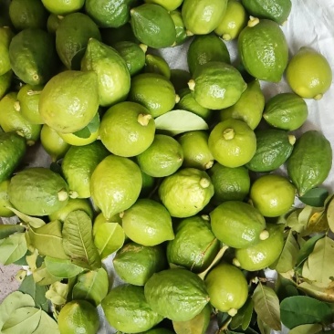 香水柠檬