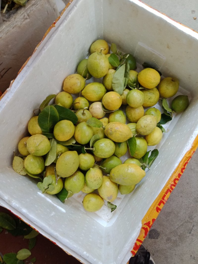 香水柠檬