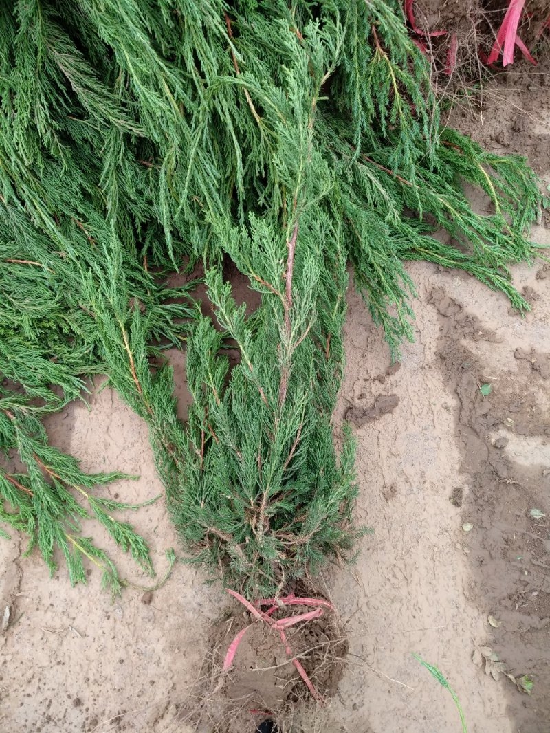 龙柏树苗龙柏苗小龙柏百万棵大小规格都有，龙柏百亩基地