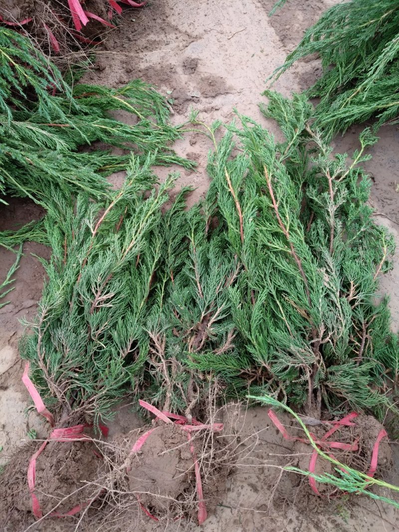 龙柏树苗龙柏苗小龙柏百万棵大小规格都有，龙柏百亩基地