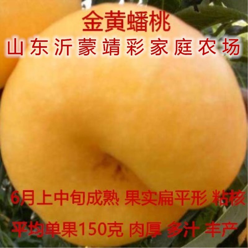 中华油桃嫁接油桃苗南北方种植油桃树苗桃树苗