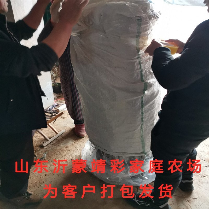 中华油桃嫁接油桃苗南北方种植油桃树苗桃树苗