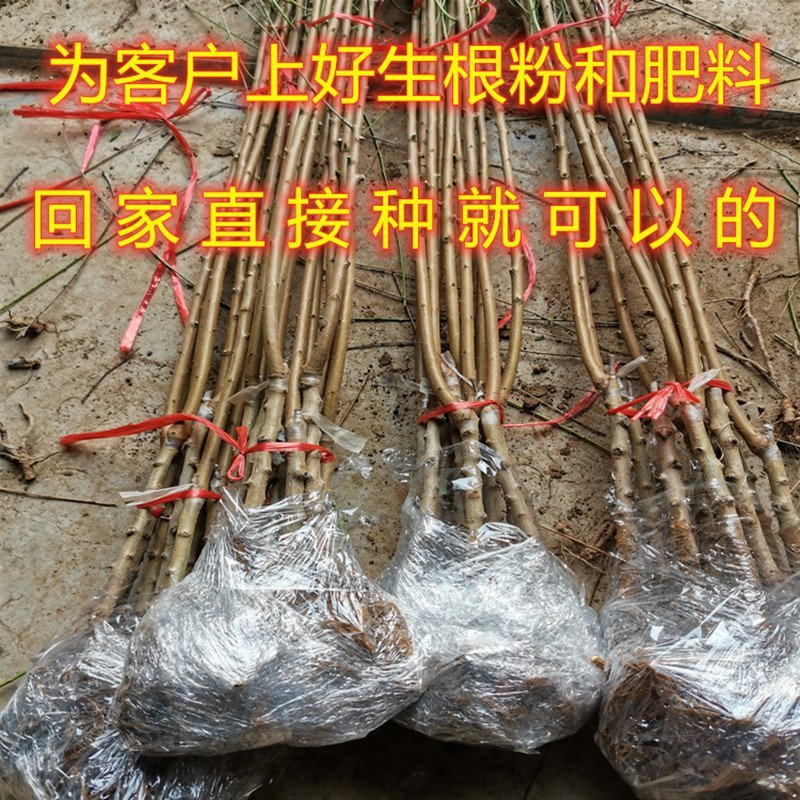 中华油桃嫁接油桃苗南北方种植油桃树苗桃树苗
